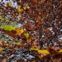 Fagus sylvatica - 2