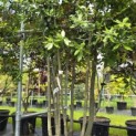 Quercus ilex - 1