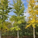 Ginkgo biloba - Foto 3