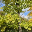 Ginkgo biloba - Foto 1