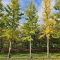 Ginkgo biloba - Foto 2