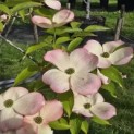 Cornus 'Stellar Pink' - Foto 1