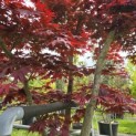 Acer palmatum 'Fireglow' - Foto 4