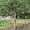 Pinus nigra - 1