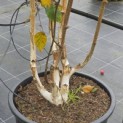 Betula utilis 'Doorenbos' - 1