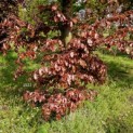 Fagus sylvatica 'Atropunicea' - 8