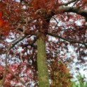 Acer palmatum 'Garnet' - Foto 2