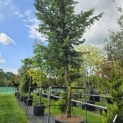Cupressocyparis leylandii - 3