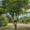Styrax japonicus - 3
