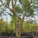 Parrotia persica - 2