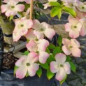 Cornus 'Stellar Pink' - Foto 2