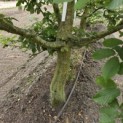Carpinus betulus - juli 2026