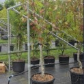 Liquidambar styraciflua op voetstam - Foto 2