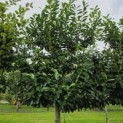 Prunus laurocerasus 'Novita' - Foto 4