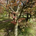 Fagus sylvatica 'Atropunicea' - 5