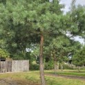 Pinus sylvestris - Foto 5