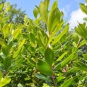 Arbutus unedo - 7