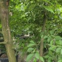 Styrax japonicus - 2