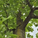 Liriodendron tulipifera - 4