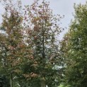 Amelanchier arborea 'Robin Hill' - Foto 3