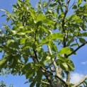 Castanea sativa 'Lyon' - Foto 3