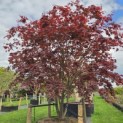 Acer palmatum 'Atropurpureum' - Foto 2