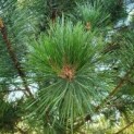 Pinus nigra 'Nigra'