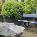Osmanthus x Burkwoodii - Foto 1