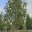 Magnolia 'Heaven Scent' - Foto 1