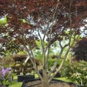 Acer palmatum 'Fireglow' - 4