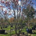 Magnolia 'Soulangeana' - 1