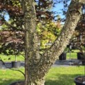 Quercus Suber - Foto 5