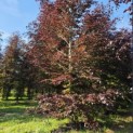 Fagus sylvatica 'Atropunicea' - mei 2026