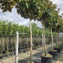 Magnolia grandiflora 'Galissonnière' - 6