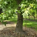 Liquidambar styraciflua - 5