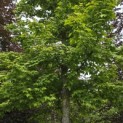 Liquidambar formosana var. monticola - 4