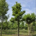 Magnolia 'Susan' - Foto 3