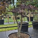 Acer palmatum 'Bloodgood' - Foto 3