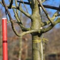 Malus domestica 'Notarisappel' - kroon op 180 cm