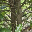 Ilex altaclerensis 'Camelliifolia' - 4
