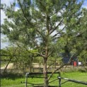 Pinus sylvestris - 6