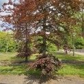 Fagus sylvatica 'Atropunicea' - 5