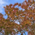 Acer palmatum Masu-kagami - 2