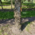 Salix Alba - 2