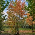 Quercus rubra - Foto 1