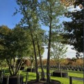 Quercus Suber - 7