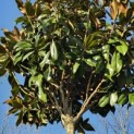 Magnolia grandiflora 'Galissonnière' - 4