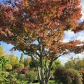 Acer palmatum 'Atropurpureum' - 2