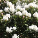 Rhododendron 'Cunningham's White' - impressie bloei in april