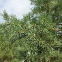 Pinus sylvestris - Foto 5